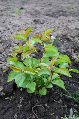 Genç, sağlıklı bir kiraz ağacı fidanı yeni sürülmüş verimli topraklarda yetişir. Parlak yeşil yapraklar aktif büyüme ve canlılık gösteriyor.. 
