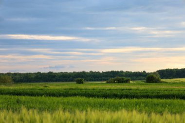 Ufuk çizgisine uzanan yeşil tarlaları olan bir yaz manzarası. Arka planda, katmanlı bulutlarla dolu geniş bir gökyüzünün altında karanlık bir orman şeridi görülebilir. Bu görüntü, kırsal doğanın sükunetini ve güzelliğini mükemmel bir şekilde yansıtıyor..