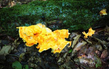 Nemli bir ormanda, düşen bir gövdede parlak turuncu bir mantar yetişiyor. Bu mantar yeşil yosunlara ve düşen yapraklara karşı duruyor ve doğal bir görüntü oluşturuyor..