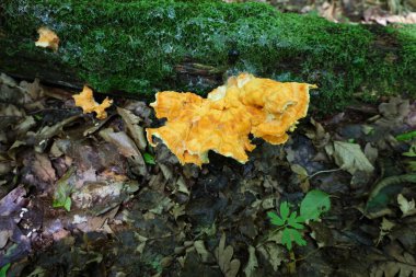 Ormandaki yosunlu bir kütükte parlak turuncu bir mantar yetişiyor. Alışılmadık şekli ve canlı rengi, yeşil ve kahverengi palet ile çarpıcı bir kontrast oluşturuyor. Ormanın doğal çeşitliliğini vurguluyor..
