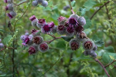Mor çiçekli ve sivri uçlu burdock, bulanık yeşil arka planda açıkça görülüyor. Fotoğraf, kırsal kesimde yetişen doğal dokusunu ve vahşi bir bitkinin detaylarını gösteriyor..