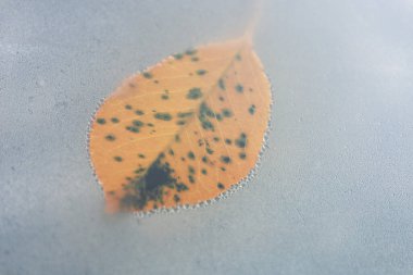 Siyah ve yeşil benekli bir yaprak cam bir yüzeye bırakılır, su damlacıklarının üzerinde yüzer, gerçeküstü bir sahne yaratır..