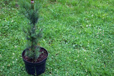 Ekilmeye hazır, plastik bir tencerede bitkinin tohumu. Bahçede yeni bir başlangıcı sembolize eden beyaz yoncalarla dolu iyi korunmuş bir çimenlikte duruyor..