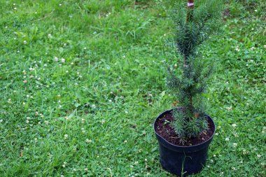 Plastik bir çömleğin içinde yeşil kozalaklı bir bitki beyaz yonca çiçekleriyle yeşil bir çimenlikte duruyor. Toprağa nakledilmeye hazır, amacını vurguluyor..