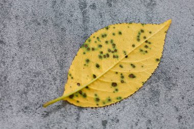 Sayısız koyu lekeli sarı bir yaprak, gri ve ıslak bir yüzey üzerinde uzanır. Bu makro görüntü bitkiyi etkileyen bir hastalıktan kaynaklanan hasarı gösteriyor..