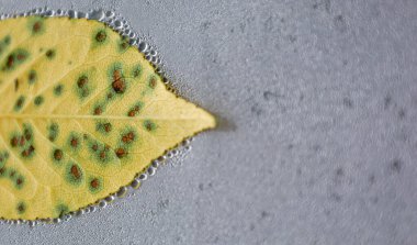 Islak, su damlacıklarıyla kaplı bir yüzeye uzanan koyu lekeli sarı bir yaprağın yakın çekimi. Açık damarlar ve düzensiz kenarlar ayrıntıları vurgular.