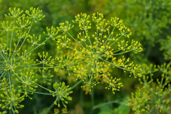 Sarı çiçekli ve yeşil saplı dereotları olan dereotları bulanık arka planda parlak bir şekilde duruyor. Fotoğraf, tazelik, yaz ve doğallık hissi veriyor..