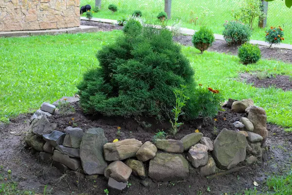 Bahçesinde küçük bir thuja çalısı ve başka bitkiler olan taştan bir çiçek tarlası. Yeşil çimleri ve diğer dekoratif çalıları olan iyi korunmuş bir arazinin parçasıdır..