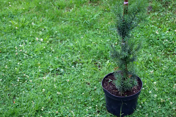 Plastik bir çömleğin içinde yeşil kozalaklı bir bitki beyaz yonca çiçekleriyle yeşil bir çimenlikte duruyor. Toprağa nakledilmeye hazır, amacını vurguluyor..