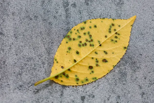 Sayısız koyu lekeli sarı bir yaprak, gri ve ıslak bir yüzey üzerinde uzanır. Bu makro görüntü bitkiyi etkileyen bir hastalıktan kaynaklanan hasarı gösteriyor..