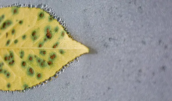 Islak, su damlacıklarıyla kaplı bir yüzeye uzanan koyu lekeli sarı bir yaprağın yakın çekimi. Açık damarlar ve düzensiz kenarlar ayrıntıları vurgular.