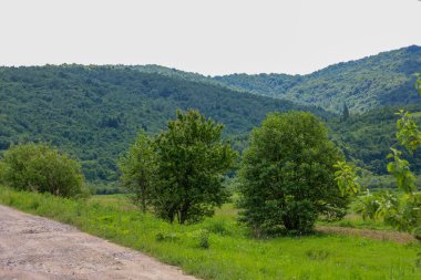 Önü toprak yol ve yeşil çimlerle kaplı dağlık bir bölgenin yaz manzarası. Bitmek bilmeyen orman yamaçlarının ardında, doğanın ihtişamını vurgulayan yalnız ağaçlar görülebilir..
