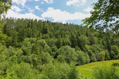 Yeşilin çeşitli tonlarında ağaçların yoğun olduğu engin bir orman pitoresk bir manzara yaratır. Arka planda, beyaz bulutlu sonsuz mavi bir gökyüzü kompozisyona bir hafiflik hissi ekler..