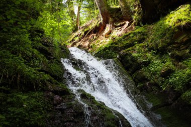 İnce bir şelale, berrak su çağlayanı yoğun bir şekilde yeşil yosunlarla kaplı kayalık bir yamaçtan aşağı yuvarlanır. Yukarıdan gelen güneş ışınları onu çevreleyen yemyeşil bitki örtüsünü aydınlatıyor..