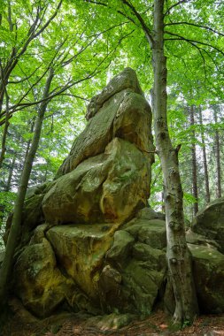 Güçlü bir kaya oluşumu, yemyeşil ağaçlarla çevrili, alışılmadık dokusu ve şekli ile etkiler. Güneş ışınları yaprakların arasından süzülüp doğal manzaranın güzelliğini ve benzersizliğini vurgular..