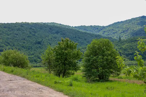Önü toprak yol ve yeşil çimlerle kaplı dağlık bir bölgenin yaz manzarası. Bitmek bilmeyen orman yamaçlarının ardında, doğanın ihtişamını vurgulayan yalnız ağaçlar görülebilir..