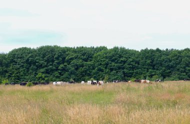 Bir inek sürüsü sık bir ormanın çevresindeki güneşli bir çayırda otluyor. Yeşil ağaçlar, kuru otlar ve çiftlik hayvanlarının çeşitli renkleri tipik bir kırsal alan yaratır..