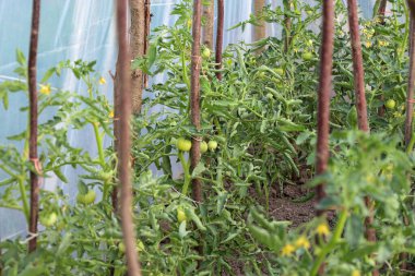 Olgunlaşmamış meyveli genç domates bitkileri, tahta kazıklarla desteklenen bir serada yetişiyor. Yeşil meyveler ve küçük sarı çiçekler hasat ve olgunlaşma sürecinin başlangıcını vurguluyor..