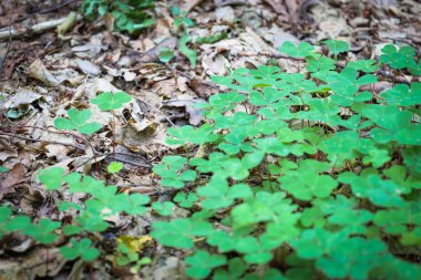 Genç yeşil odun yaprakları orman zeminine karşı canlı bir halı oluşturuyor. Taze yapraklar ve kuru toprak arasındaki zıtlık yenilenmenin ve yaşamın görsel etkilerini yaratır..