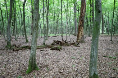 Uzun ağaç gövdeleri, devrilen ağaçların kalıntılarının yerde yattığı sık bir ormanı oluşturur. Verimli yeşil yapraklar, ölü yaprak katmanıyla çelişiyor ve katmanlı doğal bir desen oluşturuyor..