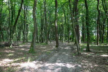 Ağaç gövdelerinin doğal bir koridor oluşturduğu sık, yeşil bir ormanın içinden geçen bir orman yolu. Güneş ışınları tacı delip geçer, yerde bir ışık ve gölge oyunu yaratır..