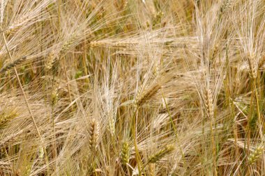 Arpanın altın kulakları çerçeveyi doldurarak görsel olarak yoğun ve dokulu bir kompozisyon oluşturuyor. Yumuşak güneş ışığı ve ince tenteler hasadın toplanmaya hazır olduğunu vurgular.