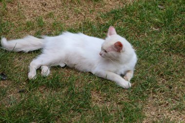 Tatlı beyaz bir kedi sıcak bir yaz gününde sakince güneşi emerek çimlerin üzerinde uzanıyor. Yumuşak kürkü ve rahat duruşu tam bir huzur ve sükunet hissi veriyor..