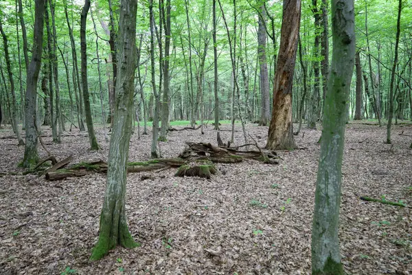 Uzun ağaç gövdeleri, devrilen ağaçların kalıntılarının yerde yattığı sık bir ormanı oluşturur. Verimli yeşil yapraklar, ölü yaprak katmanıyla çelişiyor ve katmanlı doğal bir desen oluşturuyor..