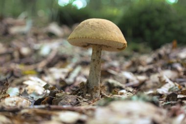 Kuru yapraklar ve dallarla çevrili orman zemininde tek bir mantar yetişir. Sıcak renk paleti ve yumuşak odaklanma vahşi doğanın güzelliğini vurgulayan sakin ve doğal bir orman atmosferi yaratır..