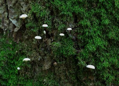 Minik beyaz mantarlar, tamamen parlak yeşil yosunlarla kaplı bir ağaç gövdesinde yetişir. Bu resim vahşi hayatın ayrıntılarını gösteriyor, peri masalı ve mistik bir görüntü yaratıyor..