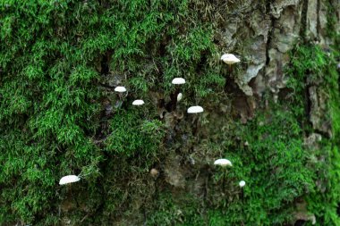 Küçük beyaz mantarlar, eski bir ağacın kabuğunu kaplayan canlı yeşil yosunların arka planında büyürler. Bu resim, orman mikrodünyasının dokusunu ve renklerini ayrıntılı olarak gösterir..
