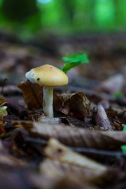 Bu görüntü, sabah güneşinin ışınlarının bir peri masalı atmosferi yarattığı orman tabanında saklı olan hassas mantar dünyasını yakalar..