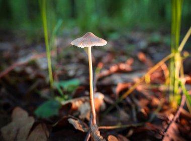 Bu görüntü, sabah güneşinin ışınlarının bir peri masalı atmosferi yarattığı orman tabanında saklı olan hassas mantar dünyasını yakalar..