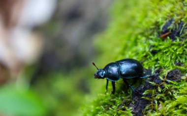 Bu yakın çekim canlı yeşil yosun üzerinde sürünen parlak siyah bir bok böceğini yakalar. Yosun ve böceğin yanardöner kabuğunun detaylı dokusu büyüleyici bir doğal görüntü yaratır..
