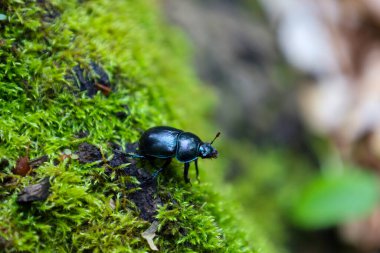 Işıldayan siyah bir bok böceği dokulu ve nemli topraklarda yavaşça sürünerek zengin yeşil yosunlarla kaplanır. Bu, doğal mikro evrenin güzelliğini gösteren bir orman zemininin detaylı makro görüntüsü..