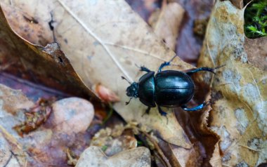 Ormandaki yaprakların üzerinde sürünen mavi-yeşil bir parıltıya sahip parlak siyah bir böceğin yakın çekimi. Bu resim, her elementin hayatın bir parçası olduğu orman tabanının gizemli dünyasının güzelliğini aktarıyor..
