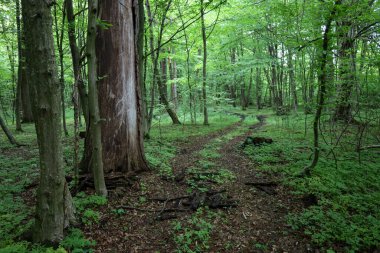 Önünde geniş, genişleyen bir ağaç olan yemyeşil bir orman ihtişam hissi yaratıyor. Çalılıkların arasında dolambaçlı bir yol bir yürüyüşü davet eder ve doğanın gizemini ve sükunetini ortaya çıkarır.