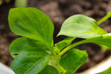 Tencerede büyüyen parlak yeşil yaprakları olan genç bir fidenin yakın çekimi. Görüntü, büyüme sürecini ve gelecekteki hasat umutlarını aktarıyor..