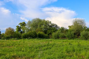 Önünde yeşil bir tarla ve ufukta bir grup ağaç olan kırsal bir yaz manzarası. Beyaz bulutlu parlak mavi gökyüzü barış ve özgürlük hissi yaratıyor..