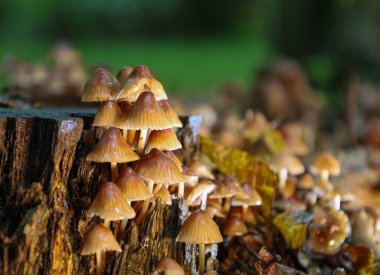 Eski bir kütüğün üzerinde büyüyen zarif şapkalı bir grup küçük mantarı gösteren görkemli bir makro fotoğraf..