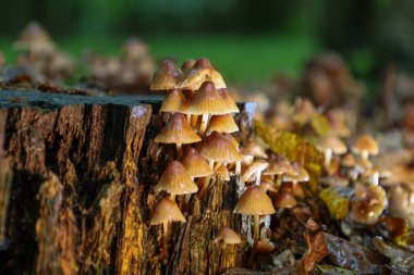 Göz kamaştırıcı bir makro fotoğraf, yaprakların ve yosunların arasında devrilmiş bir ağaç gövdesinde yetişen çok sayıda ince saplı mantar sergiliyor..