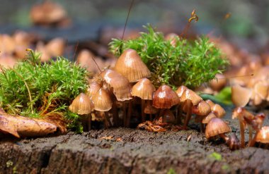 Parlak kapaklı küçük mantarlardan oluşan bir grup parlak yeşil yosun ve sonbahar yapraklarıyla çevrili eski bir kütük üzerinde büyür. Bu görüntü orman zemininin en küçük detaylarında bile doğanın mükemmelliğini gösterdiği mikro evrenin güzelliğini aktarıyor. .
