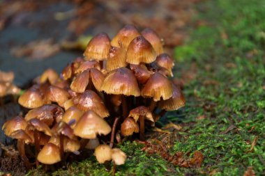 Zarif kepleri ve sapları olan küçük bir mantar grubu nemli yosun ve düşmüş yapraklarla kaplı eski bir tahta kütükte büyüyorlar..