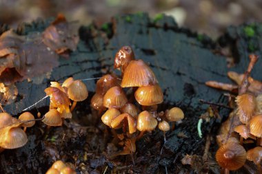 Zengin bir sonbahar makro fotoğrafı bir grup parlak mantarı gösteriyor. Koyu, nemli ahşap üzerinde büyüyen, yapraklarla çevrili..