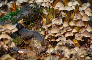 Bu makro çekim bir salyangozun çok sayıda ince saplı mantarlar arasında yavaşça hareket ettiğini gösteriyor. Fotoğraf, her elementin yaşam ve nem dolu tek bir ekosistemin parçası olduğu orman tabanının zenginliğini ve çeşitliliğini aktarıyor..