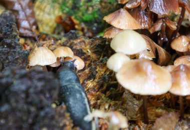Bir salyangoz orman zemininde yavaşça sürünür, ince saplı ve parlak şapkalı mantarların yetiştiği yerde. Bu sahne, nemli yosun ve yaprakların altında birçok sırrı saklayan doğal dünyanın güzelliğini ve kırılganlığını yakalar..