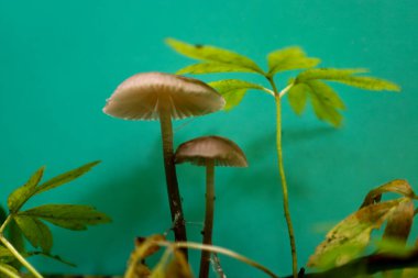 Minyatür mantarlar ve genç bitkiler parlak bir turkuaz arka planda büyürler ve sürrealite bileşimi oluştururlar. Bu makro fotoğraf, çoğu zaman fark edilmeyen küçük detayların şaşırtıcı güzelliğini vurgular..