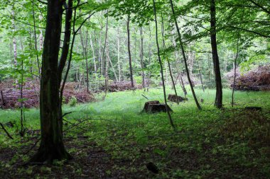 Genç yeşil çimlerle kaplanmış ve uzun ağaçlarla çevrili taze bir orman. Eski kütükler ve odun yığınları doğanın yenilenmesini gösteriyor, hayat dolu ve zıtlıklar dolu dinamik bir manzara yaratıyor..