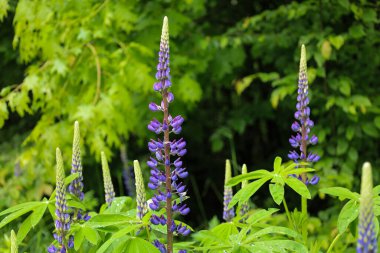 Uzun boylu mor çiçekli lupinler yemyeşil bitki örtüsünün arka planında göze çarpıyor. Çiçeklerin parlak dikey şekilleri ve geniş yapraklar doğal enerjiyle dolu dinamik ve taze bir yaz kompozisyonu oluşturur.