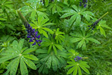 Geniş yeşil yapraklı, küçük çiy damlalarıyla kaplı, çiçek açan lupinler. Canlı mor kızılötesi ışınlar yemyeşil, taze ve dinamik bir bileşim oluşturarak göze çarpar..